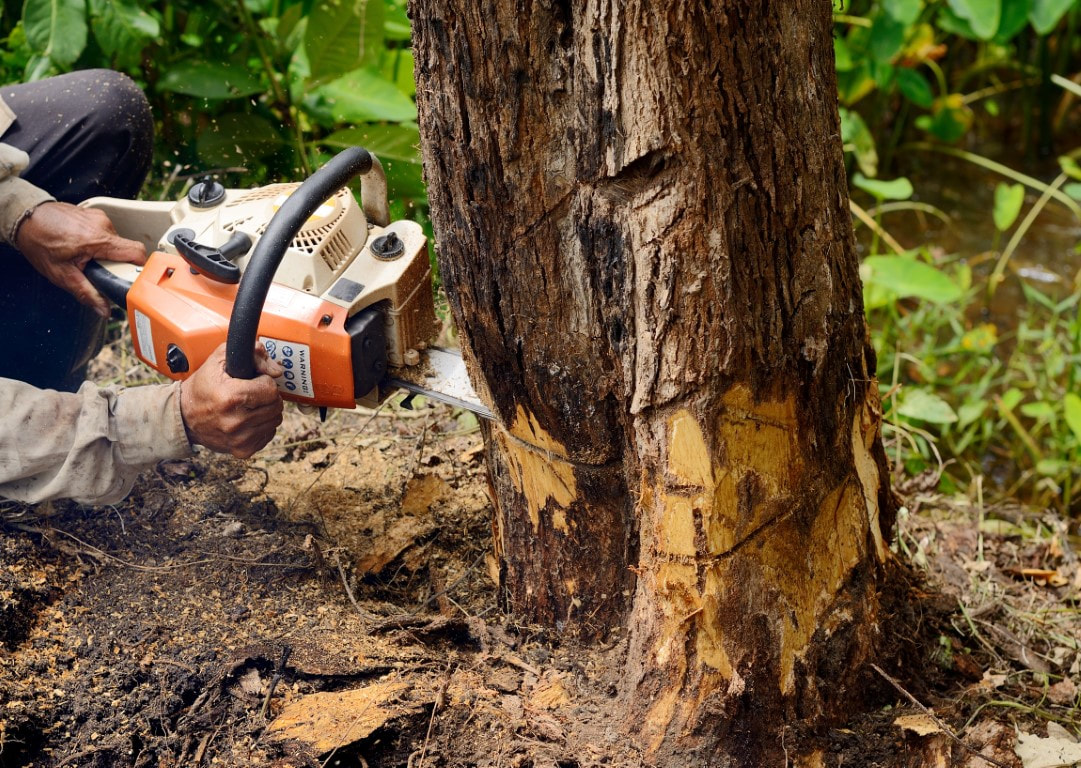An image of Stump Removal Services in Brentwood, TN