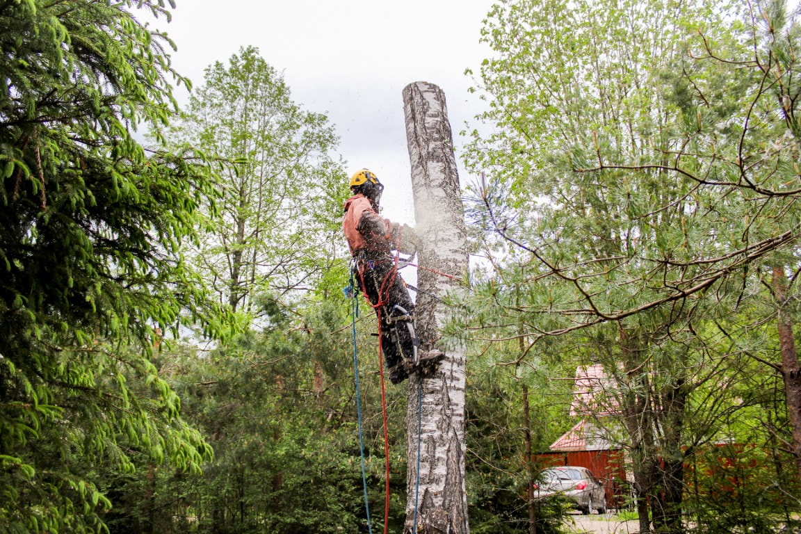 An image of Tree Removal & Tree Trimming Services in Brentwood, TN
