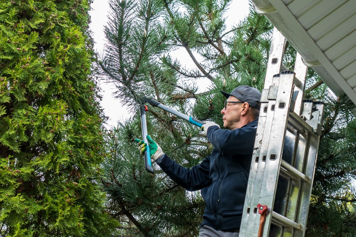 An image of Tree Removal & Tree Trimming Services in Brentwood, TN

