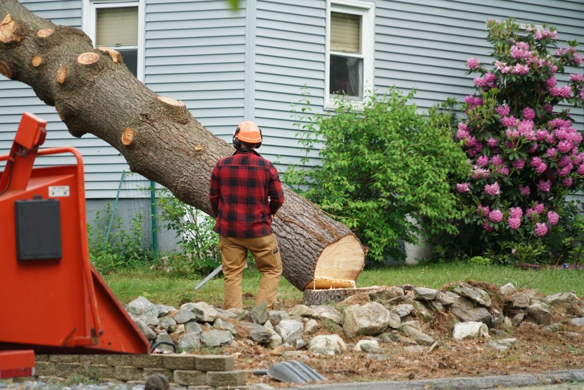 An image of Tree Removal Services in Brentwood, TN